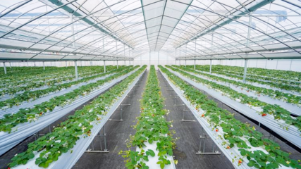 鹽都草莓!亮相草莓種業大會!