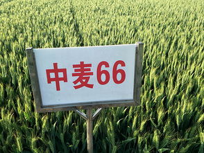 河南黃泛區(qū)地神種業(yè)