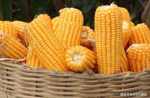 登海種業(yè)扭轉(zhuǎn)業(yè)績頹勢 玉米種業(yè)格局仍存變數(shù)