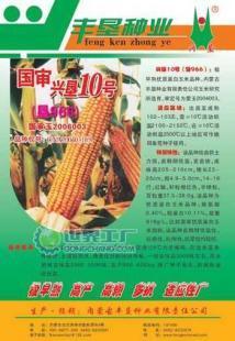 興墾10號玉米種子 產品信息與廠家供應詳情