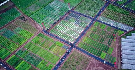 2019中國(guó)云南蔬菜種業(yè)博覽會(huì) 開啟種業(yè)新篇章